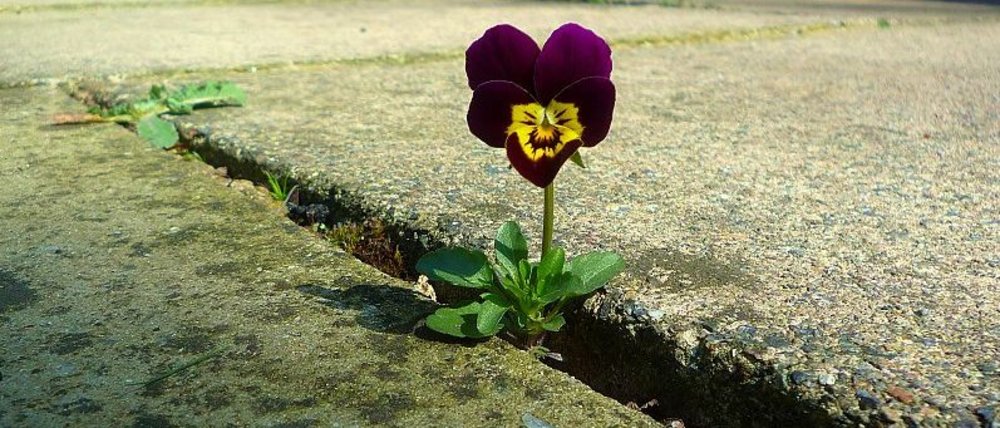 Man sieht eine Betonfläche mit einer Pflasterritze. Aus der wachsen löwenzahnblätter, ein kleines Grasbüschel und ein Stiefmütterchen mit lila Blüte und einem gelben Fleck.
